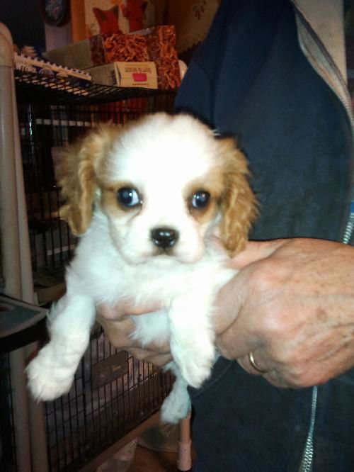 Cavalier Puppy #2 (Courtsey Listing)