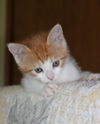 Skye