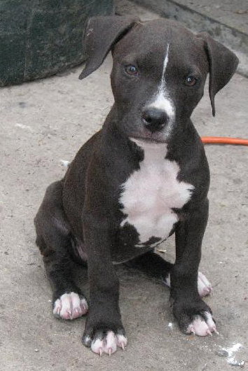 Pit Puppies (courstesy listing)