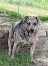 Jack - Lab/Mastiff Mix