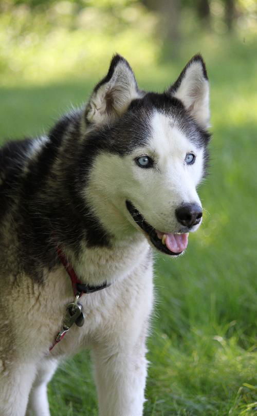 Timber (Husky)