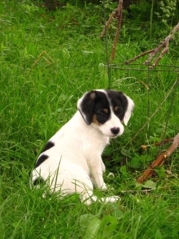 Beagle Mix Puppy Whitey