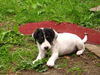 Beagle Mix Puppy Whitey