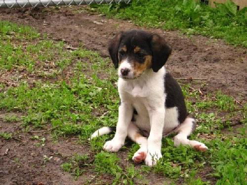 Beagle Mix Puppy Brownie