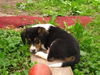 Beagle Mix Puppy Brownie