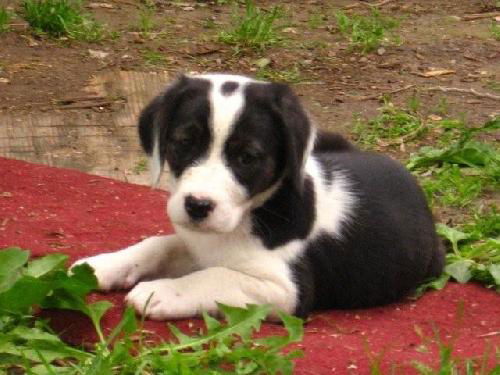 Beagle Mix Puppy Blackie