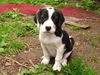 Beagle Mix Puppy Blackie