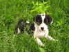 Beagle Mix Puppy Blackie