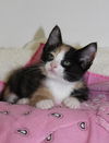 Thelma's Kitten-1