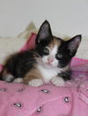 Thelma's Kitten-1