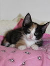 Thelma's Kitten-1