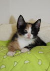 Thelma's Kitten-1