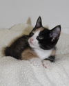 Thelma's Kitten-1