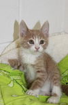 Thelma's Kitten-4