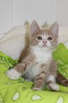 Thelma's Kitten-4