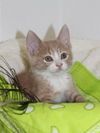 Thelma's Kitten-4