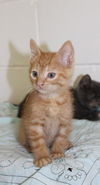 Thelma's Kitten-6