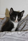 Thelma's Kitten-7