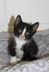 Thelma's Kitten-7