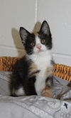 Thelma's Kitten-8