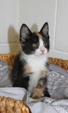 Thelma's Kitten-8