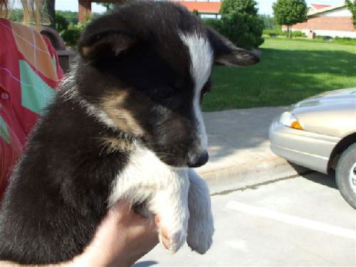 Collie Mix Puppy 1 (Joey)