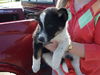 Collie Mix Puppy 2 (Dusty)