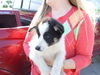 Collie Mix Puppy 3 (JJ)