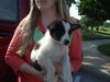 Collie Mix Puppy 3 (JJ)