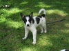 Collie Mix Puppy 3 (JJ)