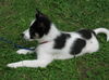 Collie Mix Puppy 3 (JJ)