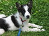 Collie Mix Puppy 3 (JJ)