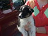 Collie Mix Puppy 4(Angel)