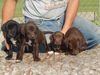 German Shorthair/Lab Puppies (#3 left)