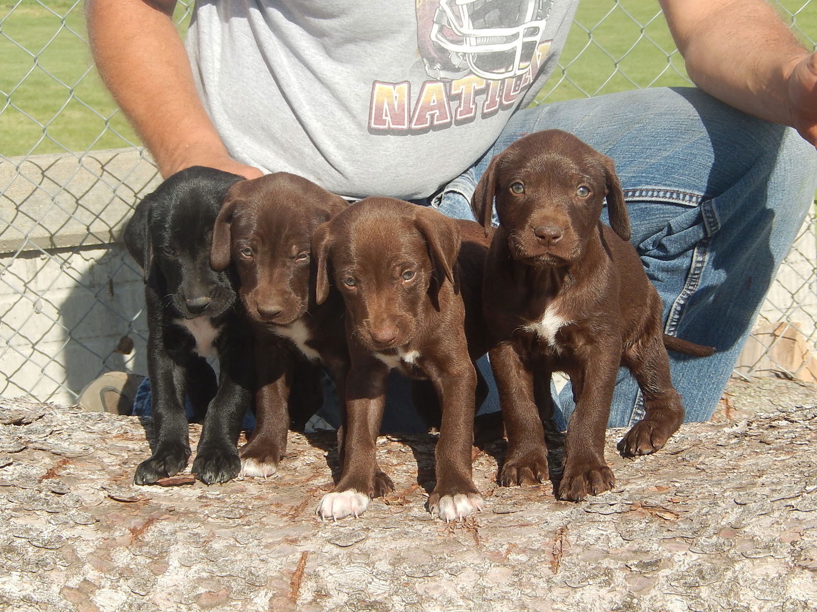 Chocolate lab shop german shorthair