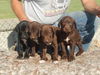 German Shorthair/Lab Puppies (#3 left)