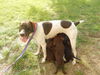 German Shorthair/Lab Puppies (#3 left)