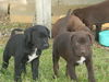 German Shorthair/Lab Puppies (#3 left)