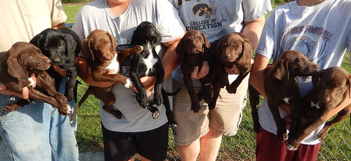 German Shorthair/Lab Puppies (#3 left)