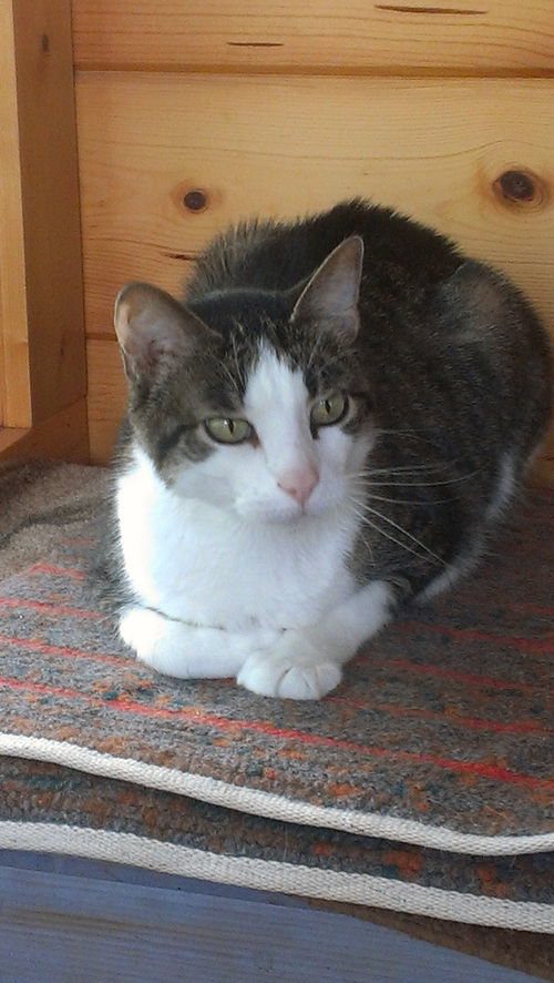 Frieda