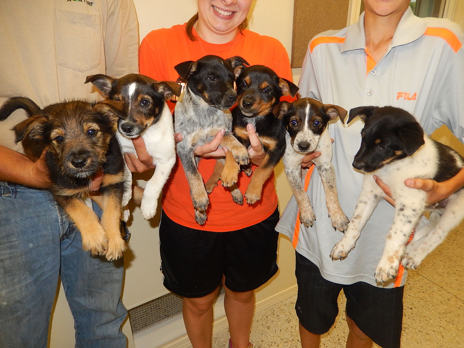 Schnauzer 2024 heeler mix