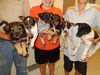 Schnauzer/Heeler puppies (1 male remaining)