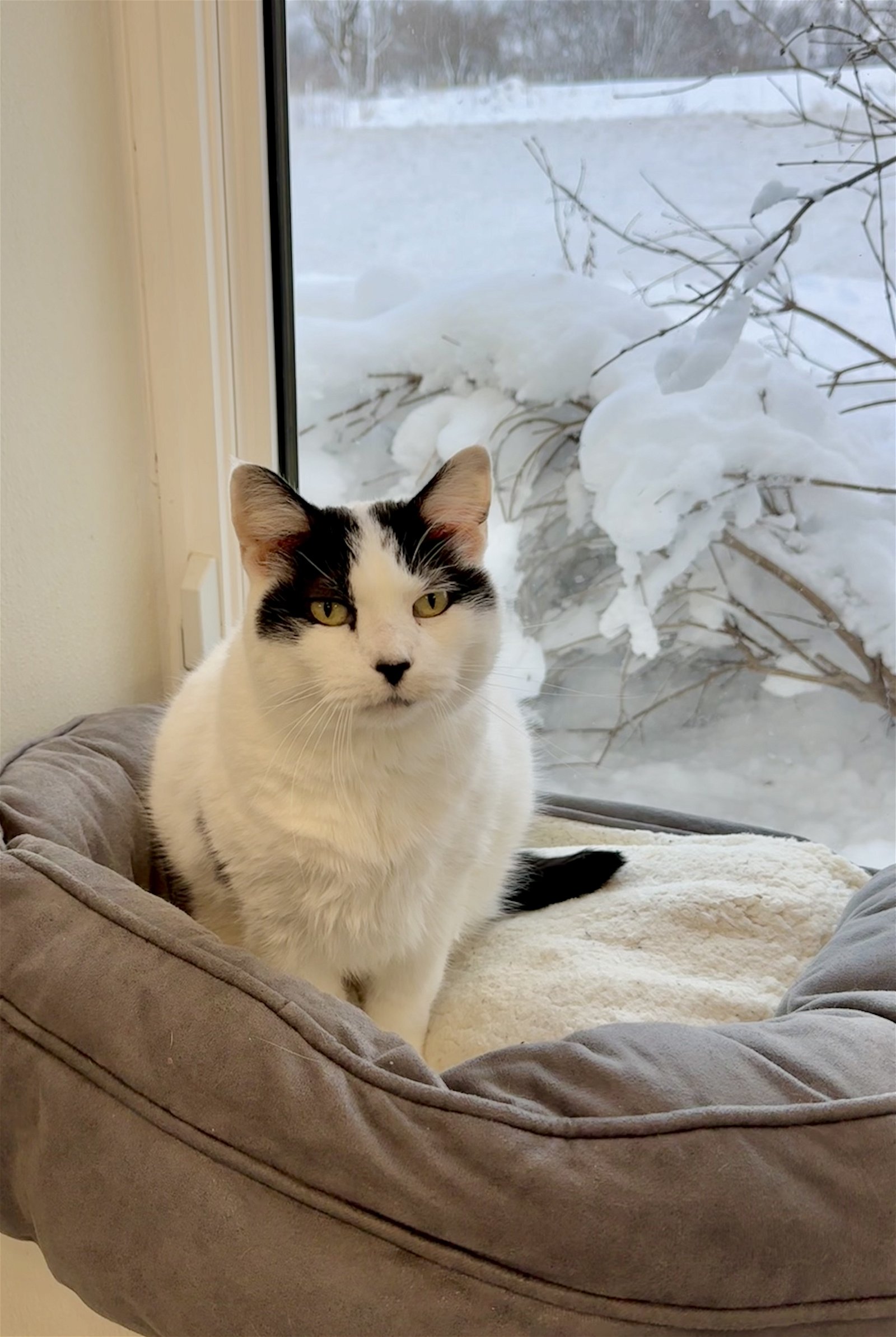 adoptable Cat in Williamsburg, IA named Kate