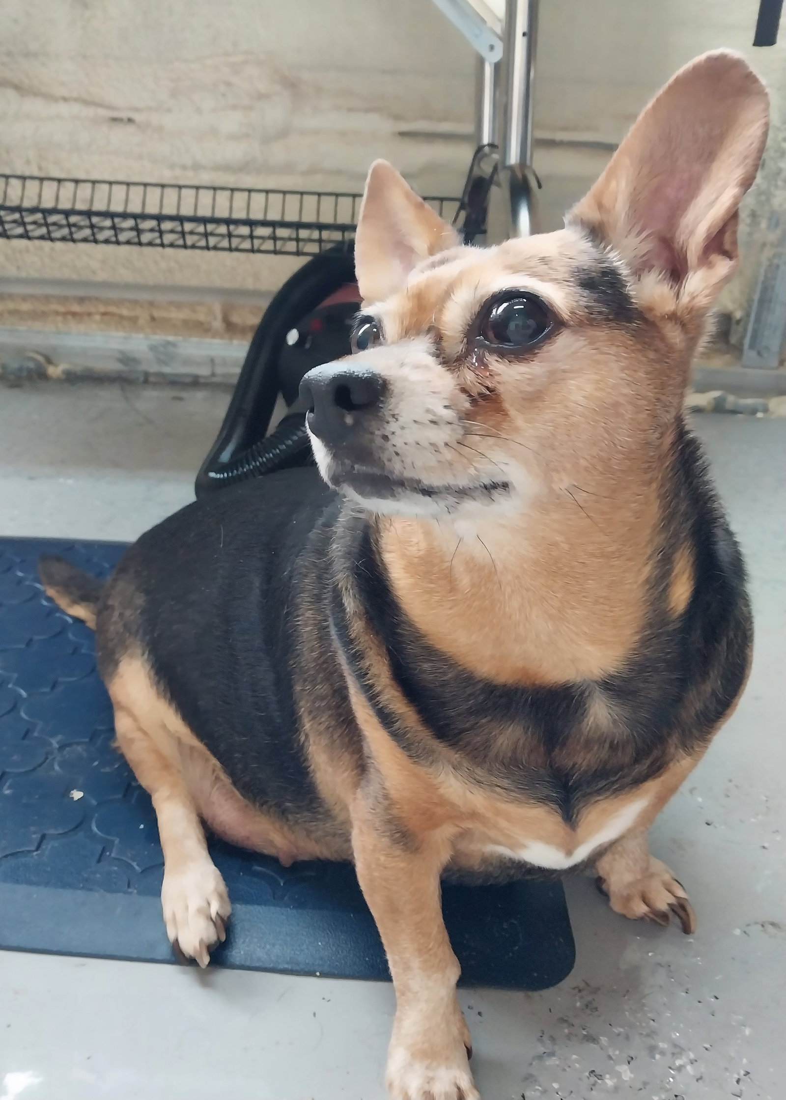Dog for Adoption Squeaker, a Chihuahua in Lakeview, GA Alpha Paw