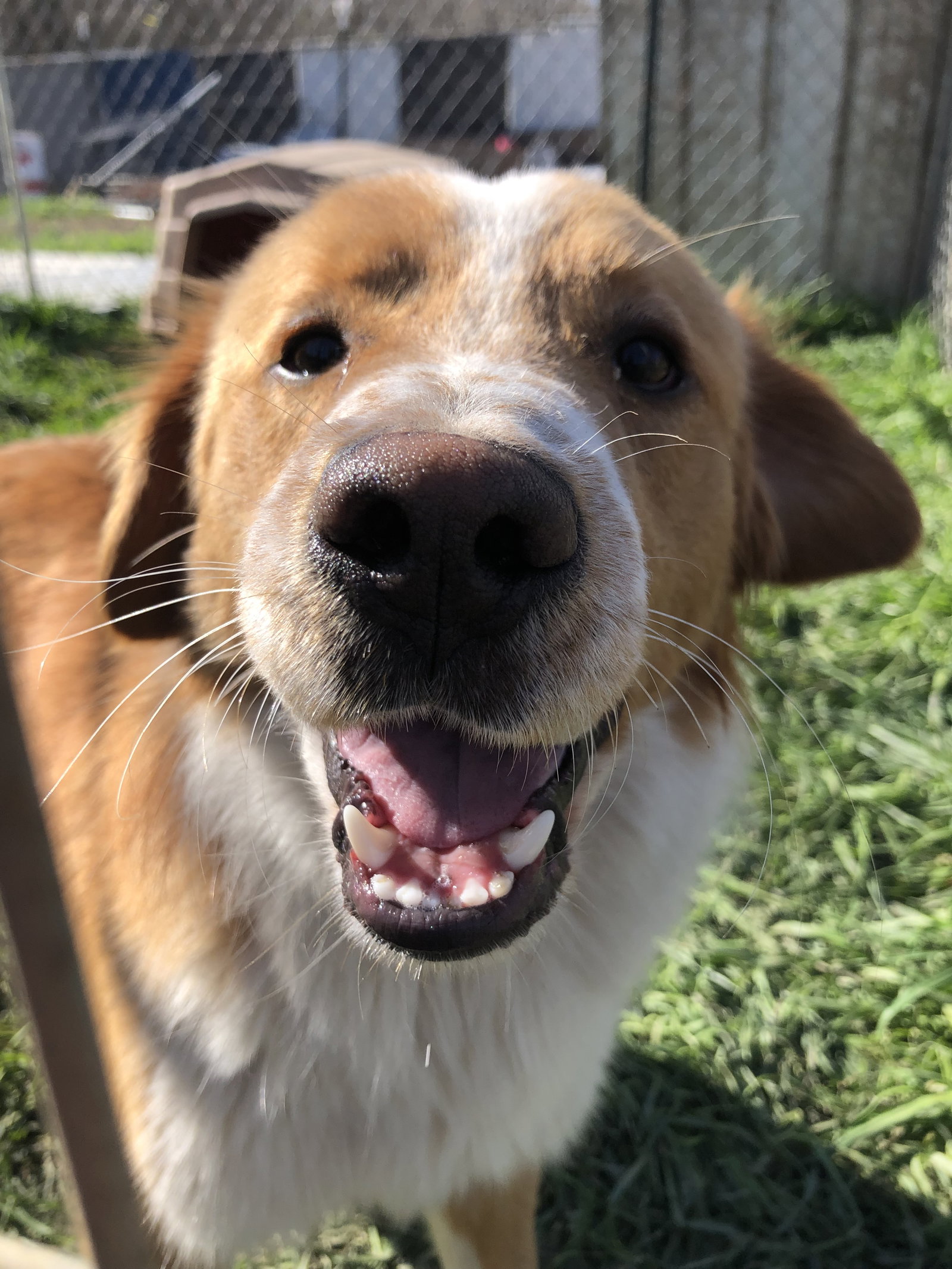 Dog for Adoption - Dallas, a Collie in East Chattanooga, TN | Alpha Paw