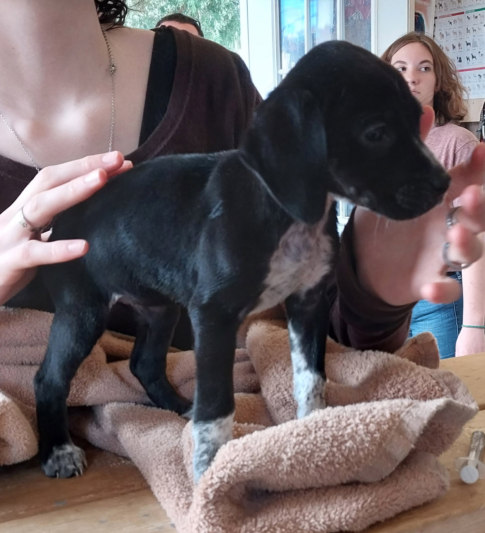 Dog for Adoption Halo, a Bluetick Coonhound in Tullahoma, TN Alpha Paw