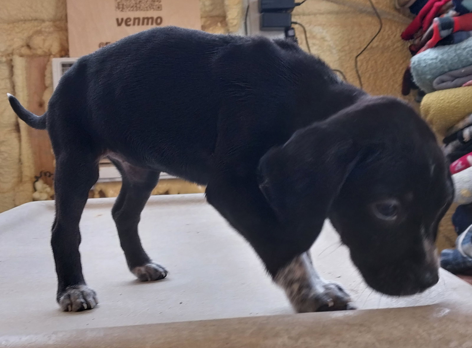 Dog for Adoption Halo, a Bluetick Coonhound in Tullahoma, TN Alpha Paw