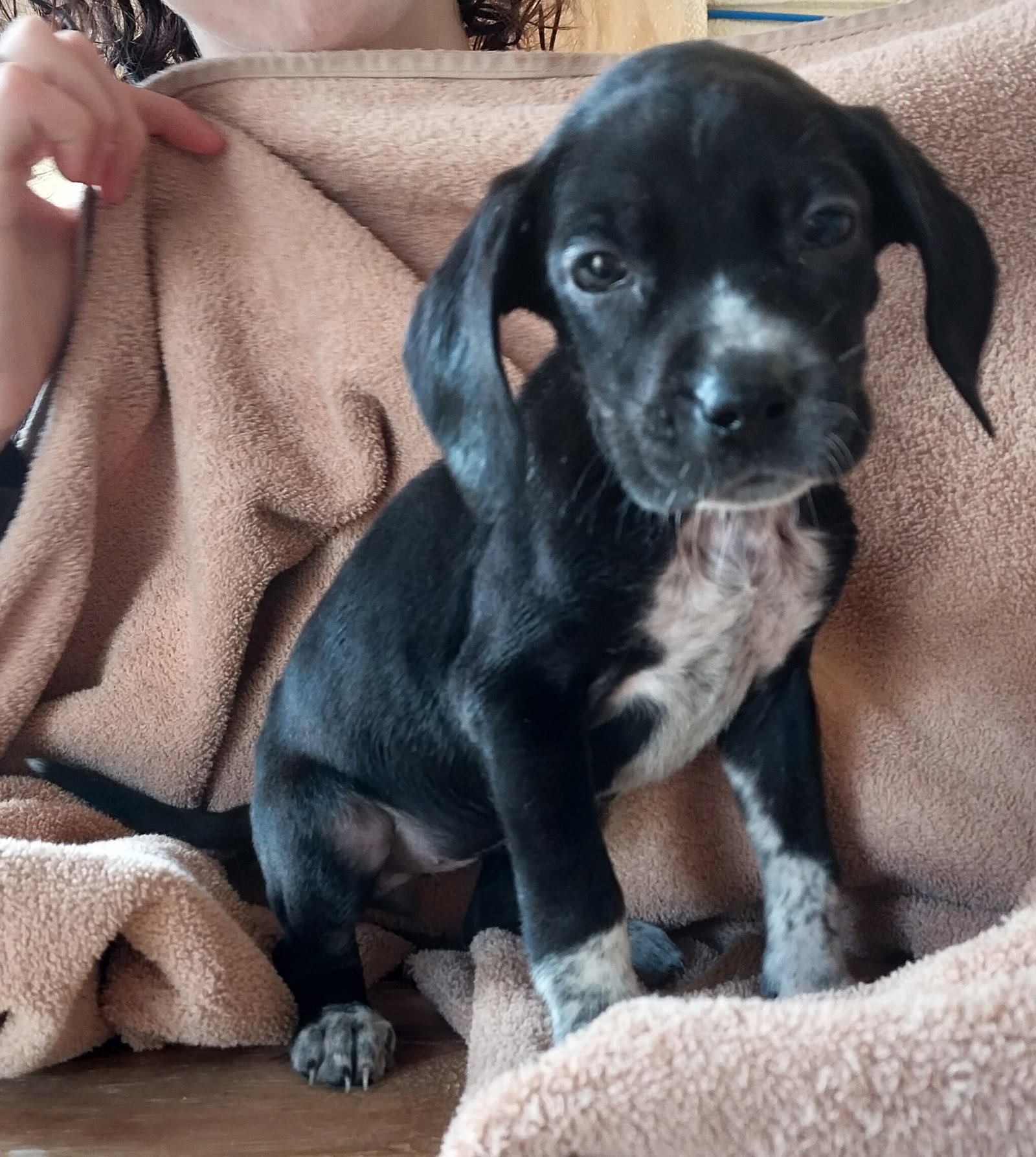 Dog for Adoption Halo, a Bluetick Coonhound in Tullahoma, TN Alpha Paw
