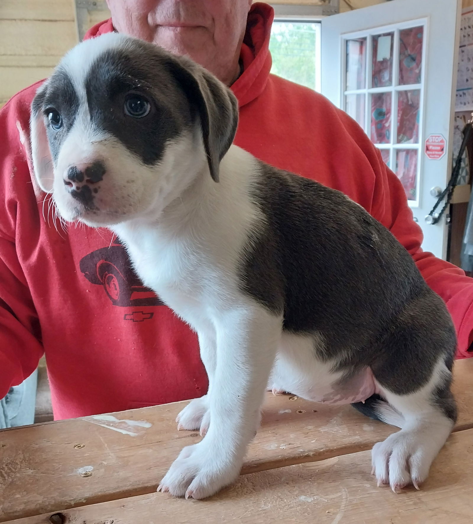 dog-for-adoption-misty-a-american-staffordshire-terrier-in-dade