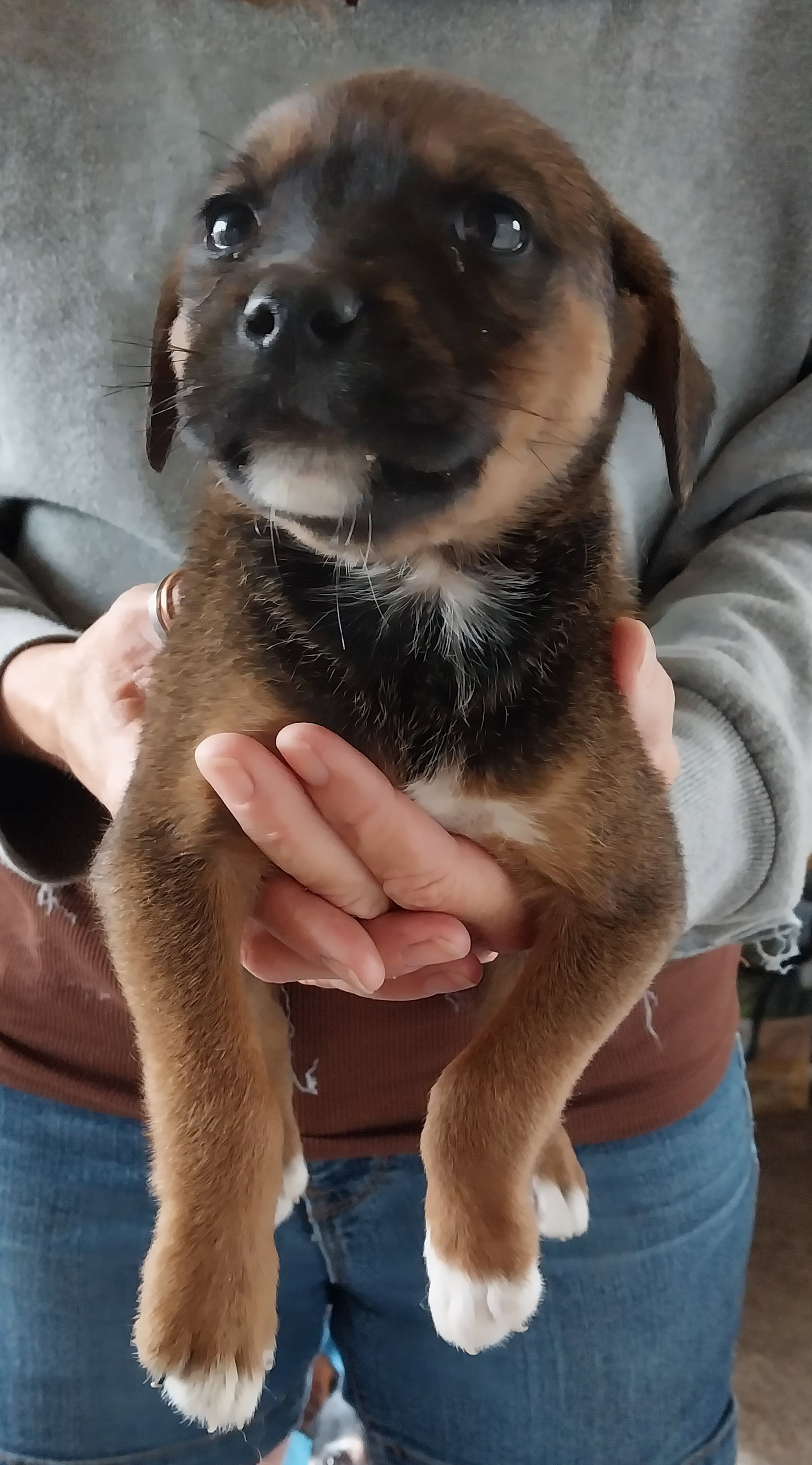 Dog for Adoption Ali, a Belgian Shepherd Malinois in Shelbyville, TN